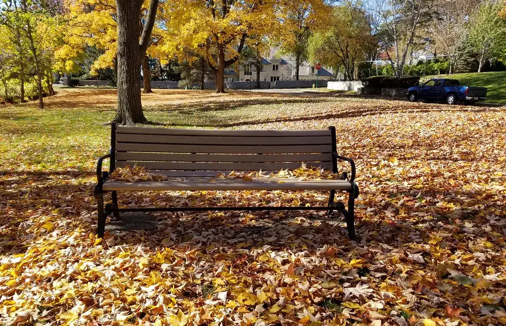A park bench under autumn leaves